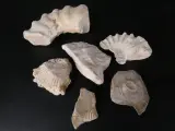 Verzameling van fossielen, mineralen en bijzondere gesteenten – foto 5 – kavel bij De Kringwinkel, Heverlee