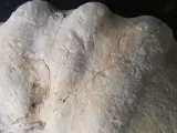 Verzameling van fossielen, mineralen en bijzondere gesteenten – foto 6 – kavel bij De Kringwinkel, Heverlee