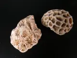 Verzameling van fossielen, mineralen en bijzondere gesteenten – foto 7 – kavel bij De Kringwinkel, Heverlee