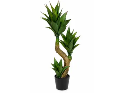 2x 125cm Agave x 49 lvs in plastic pot – kavel bij XL Auctions