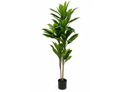 2x 200cm Real touch green dracaena in plastic pot – kavel bij XL Auctions