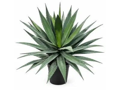 2x 95CM Soft touch agave in pot – kavel bij XL Auctions