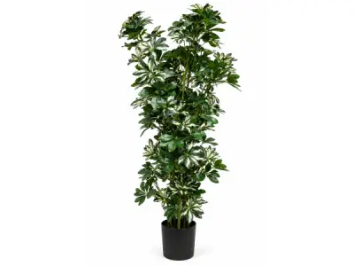2x 140cm Real touch schefflera tree in plastic pot – kavel bij XL Auctions