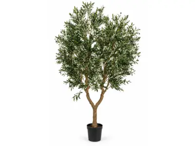 2x 280cm Olive tree in plastic pot – kavel bij XL Auctions