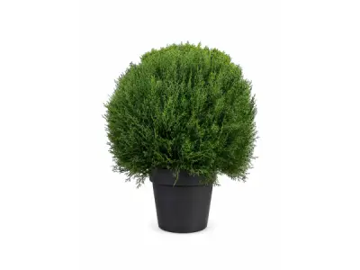 2x 45CM BOXWOOD – kavel bij XL Auctions