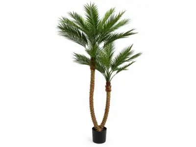 210cm Palm tree x 27 lvs in plastic pot – kavel bij XL Auctions