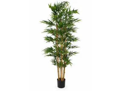 210cm Real touch bamboo in plastic pot(Pot size:D195x175mm) – kavel bij XL Auctions
