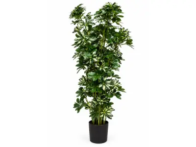 140cm Real touch schefflera tree in plastic pot – kavel bij XL Auctions