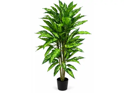 160cm Real touch dieffenbachia x 174 lvs in plastic pot – kavel bij XL Auctions