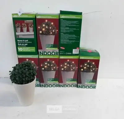 10 x Buxusbol in pot met 10 LED lampjes – kavel bij Belga Veilingen, Oudsbergen