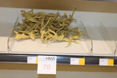 Dinosaurus skeletten in diverse uitvoeringen – kavel bij HNVI, Oirschot