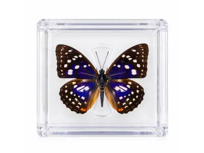 50x 50 stuks Vlinder in Luxe Transparante Display Case – kavel bij XL Auctions