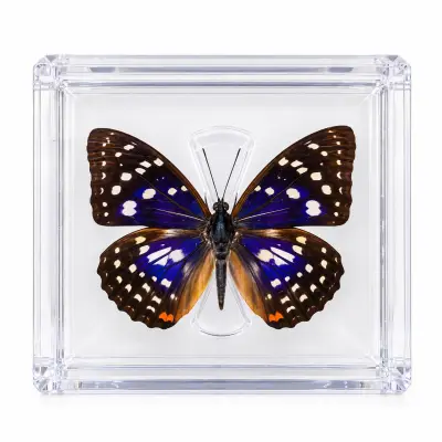 Vlinder in Luxe Transparante Display Case – kavel bij GSD Auctions, Zoeterwoude