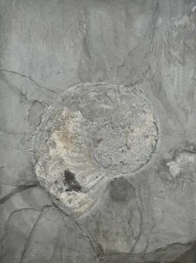 Groot prehistorisch ammoniet – kavel bij Twents Veilinghuis