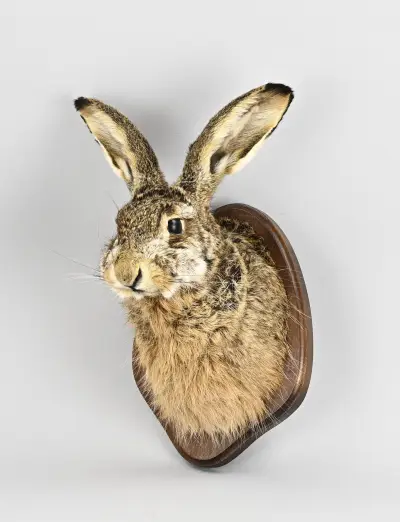 Taxidermie, Opgezette hazenkop – kavel bij Twents Veilinghuis