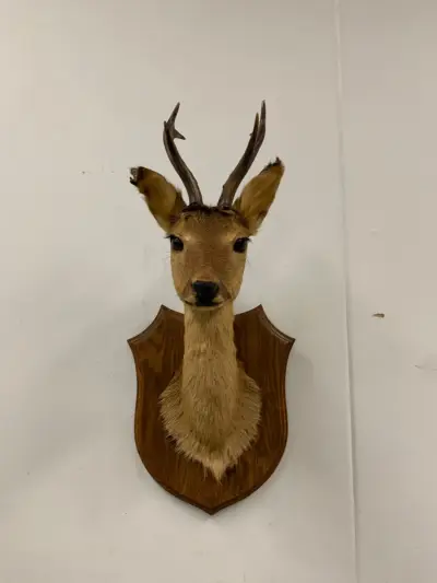 Reebokhoofd op houten wandpaneel – kavel bij De Kringwinkel, Dendermonde