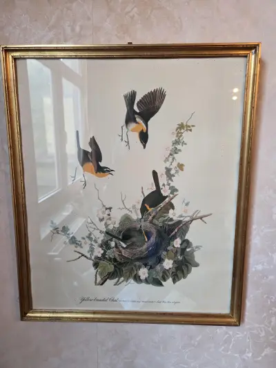 Ingekaderde prent met vogels en vogelnest "Yellow-breasted Chat" naar J.J. Audubon lot 5 – kavel bij Goeiendeal, Jette