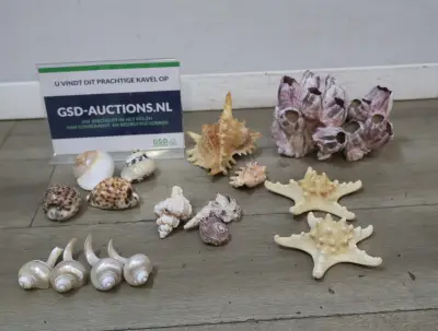 Verzameling diverse schelpen en zeesterren – kavel bij GSD Auctions, Zoeterwoude
