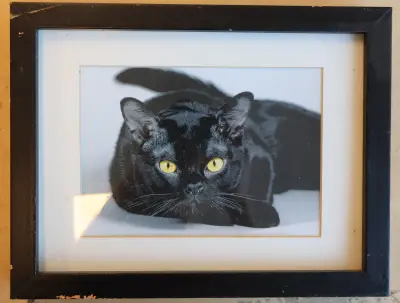 Fotolijst met afbeelding van zwarte kat – kavel bij GSD Auctions, Zoeterwoude