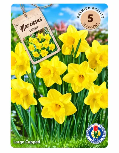 Narcissen Yellow – 5 Bloembollen – Geel – kavel bij GSD Auctions, Zoeterwoude