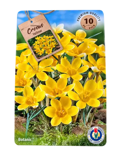 Crocus Yellow – 10 Gele Krokussen – kavel bij GSD Auctions, Zoeterwoude