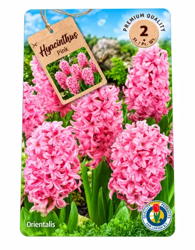 Hyacinthus Orientalis Pink – 2 Roze Hyacinten – kavel bij GSD Auctions, Zoeterwoude