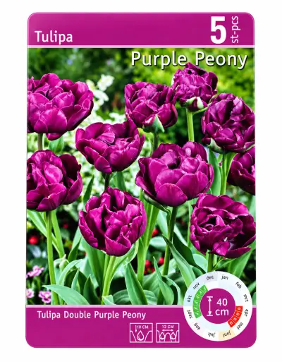 Tulpen Purple Peony – 5 Bloembollen – kavel bij GSD Auctions, Zoeterwoude