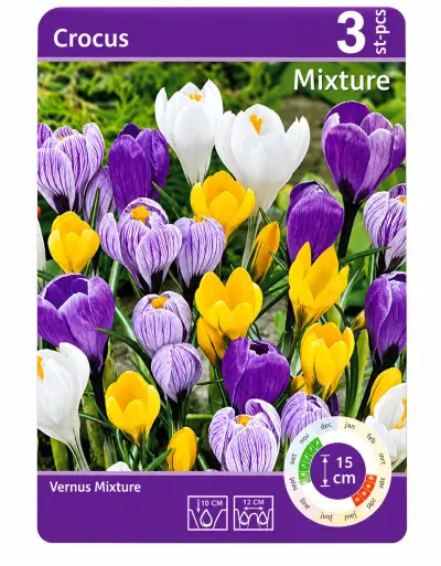Crocus Vernus Mixture – 3 Krokusbollen – Kleurenmix – kavel bij GSD Auctions, Zoeterwoude