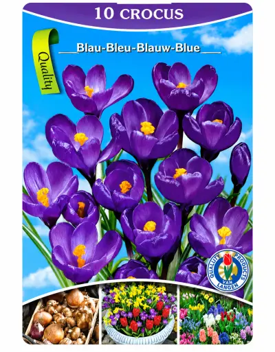 Crocus Blauw – 10 Bloembollen – Paarse Krokussen – Voorjaars – kavel bij GSD Auctions, Zoeterwoude