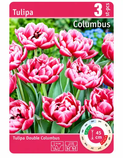 Tulpenbollen Columbus – 3 Stuks – Dubbele Tulp – Roze met Wi – kavel bij GSD Auctions, Zoeterwoude