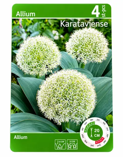 Allium Karataviense – 4 Bloembollen – Witte Sierui – kavel bij GSD Auctions, Zoeterwoude