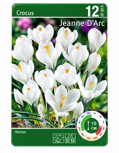 Crocus Jeanne d'Arc – 12 Witte Krokussen – kavel bij GSD Auctions, Zoeterwoude