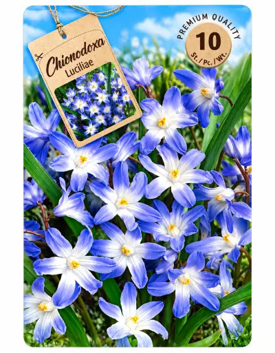 Chionodoxa Luciliae – 10 Bloembollen – Sneeuwroem – kavel bij GSD Auctions, Zoeterwoude