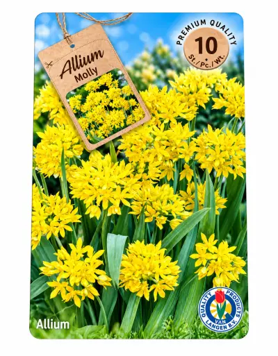 Allium Moly – 10 Bloembollen – Gele Sierui – kavel bij GSD Auctions, Zoeterwoude