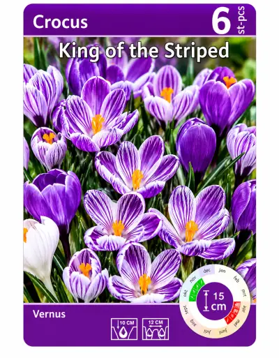 Crocus King of the Striped – 6 Bloembollen – Paars-Wit Gestr – kavel bij GSD Auctions, Zoeterwoude
