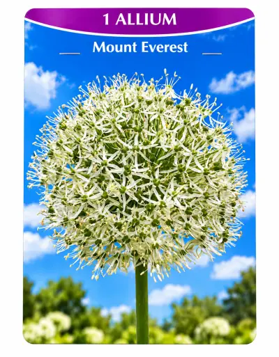 Allium Mount Everest – Witte Sierui – 1 Bloembol – kavel bij GSD Auctions, Zoeterwoude