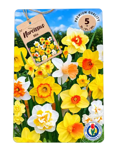 Narcissen Mix – 5 Bloembollen – kavel bij GSD Auctions, Zoeterwoude