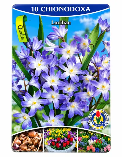 Chionodoxa Luciliae – 10 Bloembollen – kavel bij GSD Auctions, Zoeterwoude