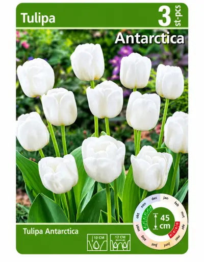 Tulipa Antarctica – 3 Witte Tulpenbollen – Dubbelbloemige Tu – kavel bij GSD Auctions, Zoeterwoude