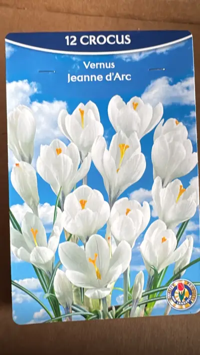 Krokus Jeanne d'Arc – 12 Witte Krokusbollen – Crocus Vernus – kavel bij GSD Auctions, Zoeterwoude