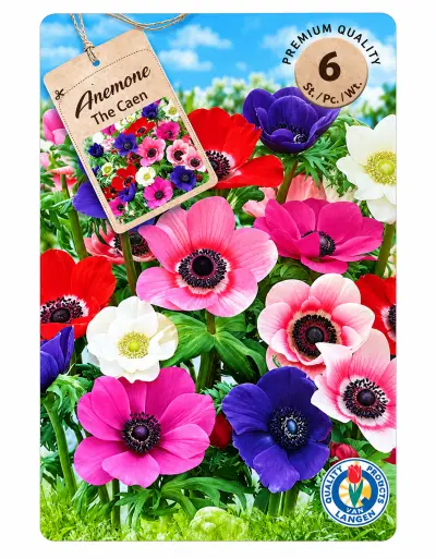 Anemone The Caen Mix – 6 Bloembollen – Kleurrijke Anemonen – kavel bij GSD Auctions, Zoeterwoude