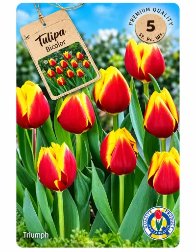 Tulpenbollen Bicolor – 5 Stuks – Rood Gele Tulpen – Tulipa T – kavel bij GSD Auctions, Zoeterwoude