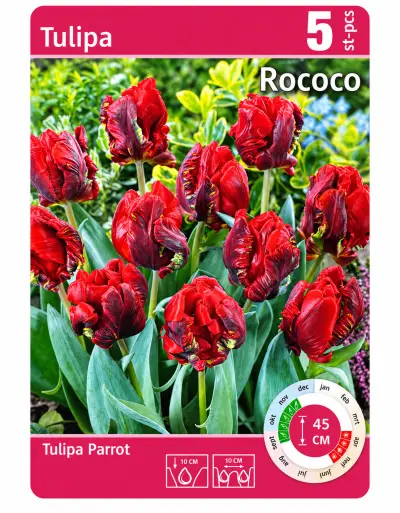 Tulpenbollen Rococo – 5 Stuks – Rode Papegaaitulpen – Tulipa – kavel bij GSD Auctions, Zoeterwoude