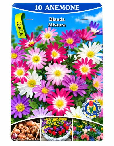 Anemone Blanda Mix – 10 Bloembollen – kavel bij GSD Auctions, Zoeterwoude