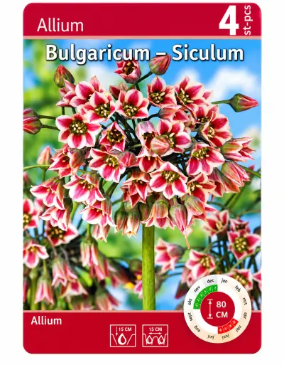 Allium Bulgaricum Siculum – 4 Bloembollen – kavel bij GSD Auctions, Zoeterwoude