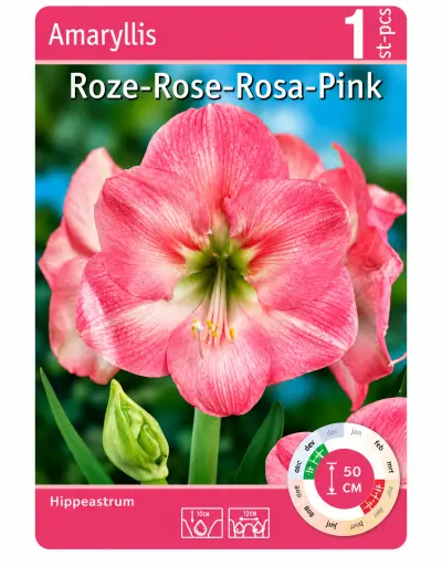 Amaryllis Roze – 1 Bloembol – Hippeastrum – Grote Roze Bloem – kavel bij GSD Auctions, Zoeterwoude