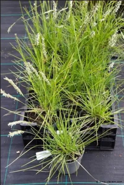 Sesleria Autumnalis, 18 stuks – kavel bij Vlavem