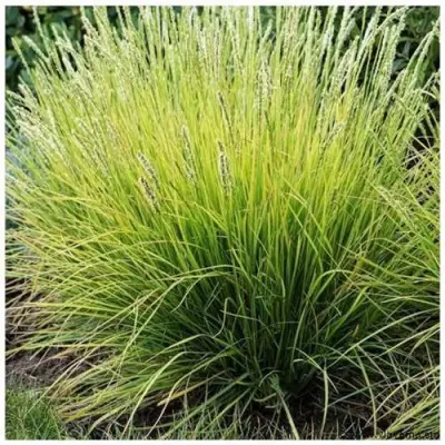 Sesleria Autumnalis, 24 stuks – kavel bij Vlavem