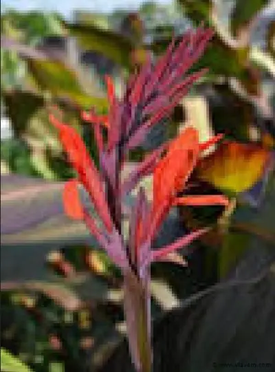 Canna "Red Wine" 24 stuks – kavel bij Vlavem