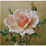 Jan Voerman jr – Roze roosgesigneerd JVoerman Jr rechtsonder en gedateerd '50 linksonderolieverf op paneel14,5 x 14,5 cm – kavel bij Van Spengen